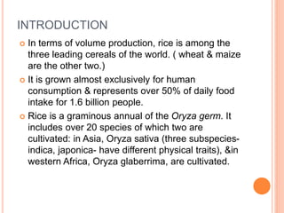 INTRODUCTION
 In terms of volume production, rice is among the
three leading cereals of the world. ( wheat & maize
are the other two.)
 It is grown almost exclusively for human
consumption & represents over 50% of daily food
intake for 1.6 billion people.
 Rice is a graminous annual of the Oryza germ. It
includes over 20 species of which two are
cultivated: in Asia, Oryza sativa (three subspecies-
indica, japonica- have different physical traits), &in
western Africa, Oryza glaberrima, are cultivated.
 