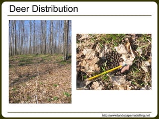 Deer Distribution
http://www.landscapemodelling.net
 