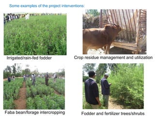 Scaling agricultural innovations: Theoretical and practical insights from Africa RISING Ethiopian Highlands Project 