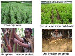 Scaling agricultural innovations: Theoretical and practical insights from Africa RISING Ethiopian Highlands Project 