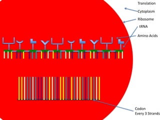 Translation

 Cytoplasm
 Ribosome
  tRNA

 Amino Acids




Codon
Every 3 Strands
 