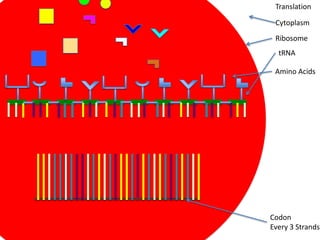 Translation

 Cytoplasm
 Ribosome
  tRNA

 Amino Acids




Codon
Every 3 Strands
 