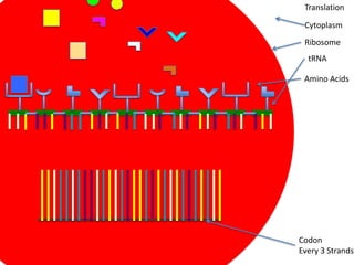 Translation

 Cytoplasm
 Ribosome
  tRNA

 Amino Acids




Codon
Every 3 Strands
 