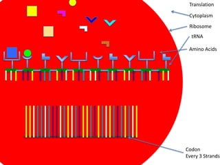 Translation

 Cytoplasm
 Ribosome
  tRNA

 Amino Acids




Codon
Every 3 Strands
 