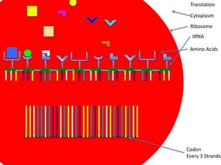 Translation

 Cytoplasm
 Ribosome
  tRNA

 Amino Acids




Codon
Every 3 Strands
 