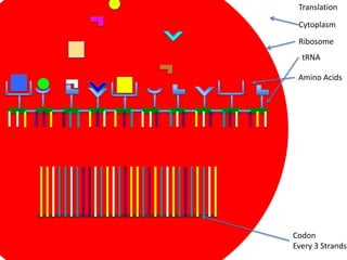Translation

 Cytoplasm
 Ribosome
  tRNA

 Amino Acids




Codon
Every 3 Strands
 