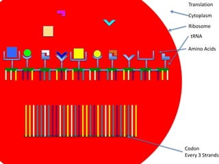 Translation

 Cytoplasm
 Ribosome
  tRNA

 Amino Acids




Codon
Every 3 Strands
 