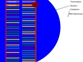Promoter    Transcription
Operator    Nucleus
            Cytoplasm

           RNA Polymerase
 
