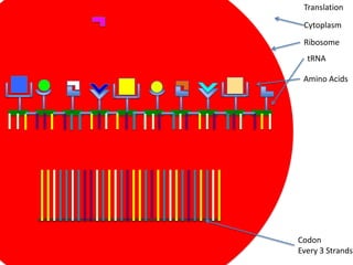 Translation

 Cytoplasm
 Ribosome
  tRNA

 Amino Acids




Codon
Every 3 Strands
 