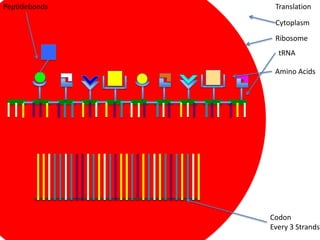 Peptidebonds    Translation

                Cytoplasm
                Ribosome
                 tRNA

                Amino Acids




               Codon
               Every 3 Strands
 