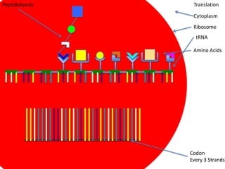 Peptidebonds    Translation

                Cytoplasm
                Ribosome
                 tRNA

                Amino Acids




               Codon
               Every 3 Strands
 