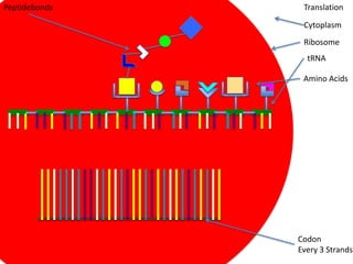 Peptidebonds    Translation

                Cytoplasm
                Ribosome
                 tRNA

                Amino Acids




               Codon
               Every 3 Strands
 