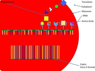 Peptidebonds    Translation

                Cytoplasm
                Ribosome
                 tRNA

                Amino Acids




               Codon
               Every 3 Strands
 