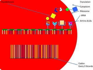Peptidebonds    Translation

                Cytoplasm
                Ribosome
                 tRNA

                Amino Acids




               Codon
               Every 3 Strands
 