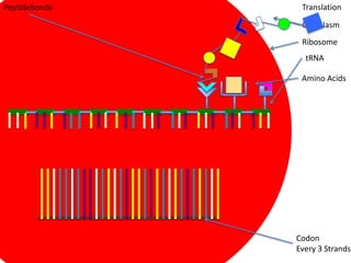 Peptidebonds    Translation

                Cytoplasm
                Ribosome
                 tRNA

                Amino Acids




               Codon
               Every 3 Strands
 