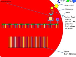 Peptidebonds    Translation

                Cytoplasm
                Ribosome
                 tRNA

                Amino Acids
                make a
                protein. The
                protein is
                leaving to go
                do its job.




               Codon
               Every 3 Strands
 