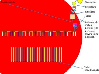 Peptidebonds    Translation

                Cytoplasm
                Ribosome
                 tRNA

                Amino Acids
                make a
                protein. The
                protein is
                leaving to go
                do its job.




               Codon
               Every 3 Strands
 