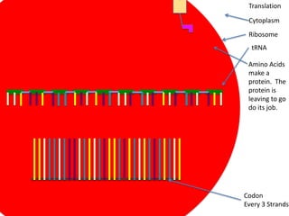 Translation

 Cytoplasm
 Ribosome
  tRNA

 Amino Acids
 make a
 protein. The
 protein is
 leaving to go
 do its job.




Codon
Every 3 Strands
 