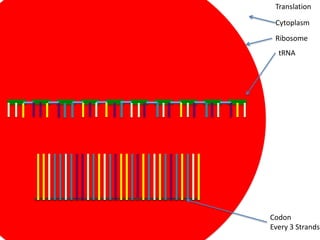 Translation

 Cytoplasm
 Ribosome
  tRNA




Codon
Every 3 Strands
 
