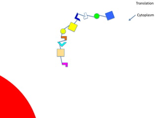 Translation

Cytoplasm
 