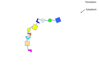 Translation

Cytoplasm
 