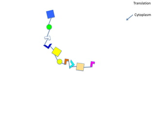 Translation

Cytoplasm
 