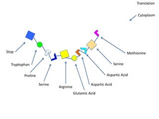 Translation

                                                                               Cytoplasm




Stop                                                                      Methionine

  Tryptophan                                                     Serine

         Proline                                          Aspartic Acid

                   Serine                        Aspartic Acid
                            Arginine
                                       Glutamic Acid
 