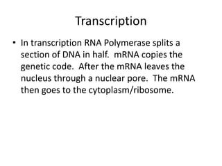 Transcription
• In transcription RNA Polymerase splits a
  section of DNA in half. mRNA copies the
  genetic code. After the mRNA leaves the
  nucleus through a nuclear pore. The mRNA
  then goes to the cytoplasm/ribosome.
 