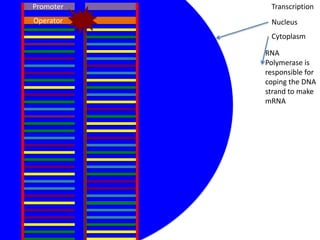 Promoter    Transcription
Operator    Nucleus
            Cytoplasm

           RNA
           Polymerase is
           responsible for
           coping the DNA
           strand to make
           mRNA
 
