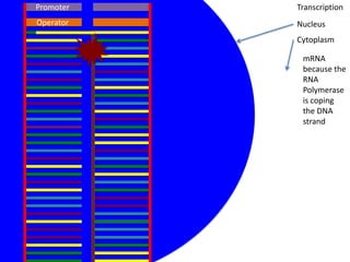 Promoter   Transcription
Operator   Nucleus
           Cytoplasm

            mRNA
            because the
            RNA
            Polymerase
            is coping
            the DNA
            strand
 