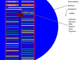 Promoter   Transcription
Operator   Nucleus
           Cytoplasm

            mRNA

            Cytosine
            because
            RNA
            doesn’t
            have
            Thymine
 