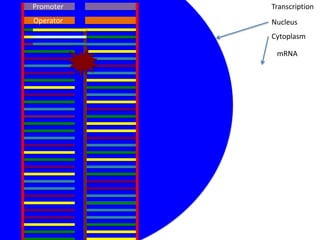 Promoter   Transcription
Operator   Nucleus
           Cytoplasm

            mRNA
 