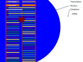 Promoter   Transcription
Operator   Nucleus
           Cytoplasm

            mRNA
 
