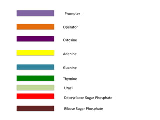 Promoter


Operator


Cytosine


Adenine


Guanine

Thymine

Uracil

Deoxyribose Sugar Phosphate

Ribose Sugar Phosphate
 