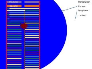 Promoter   Transcription
Operator   Nucleus
           Cytoplasm

            mRNA
 