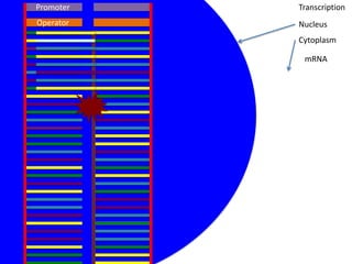 Promoter   Transcription
Operator   Nucleus
           Cytoplasm

            mRNA
 
