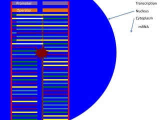 Promoter   Transcription
Operator   Nucleus
           Cytoplasm

            mRNA
 