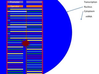 Promoter   Transcription
Operator   Nucleus
           Cytoplasm

            mRNA
 