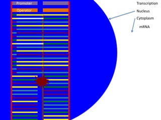 Promoter   Transcription
Operator   Nucleus
           Cytoplasm

            mRNA
 