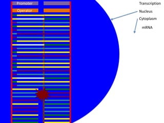 Promoter   Transcription
Operator   Nucleus
           Cytoplasm

            mRNA
 