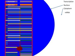 Promoter   Transcription
Operator   Nucleus
           Cytoplasm

            mRNA
 