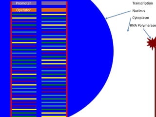 Promoter    Transcription
Operator    Nucleus
            Cytoplasm
           RNA Polymerase
 