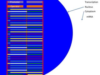 Promoter   Transcription
Operator   Nucleus
           Cytoplasm

            mRNA
 