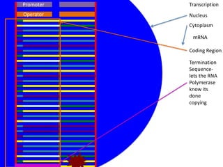 Promoter   Transcription
Operator   Nucleus
           Cytoplasm

            mRNA

           Coding Region

           Termination
           Sequence-
           lets the RNA
           Polymerase
           know its
           done
           copying
 