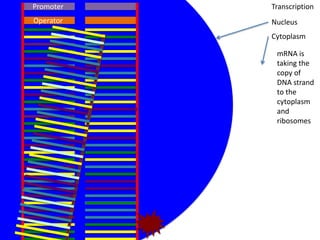 Promoter   Transcription
Operator   Nucleus
           Cytoplasm

            mRNA is
            taking the
            copy of
            DNA strand
            to the
            cytoplasm
            and
            ribosomes
 