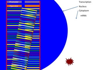 Promoter   Transcription
Operator   Nucleus
           Cytoplasm

            mRNA
 