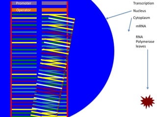 Promoter   Transcription
Operator   Nucleus
           Cytoplasm

            mRNA

            RNA
            Polymerase
            leaves
 