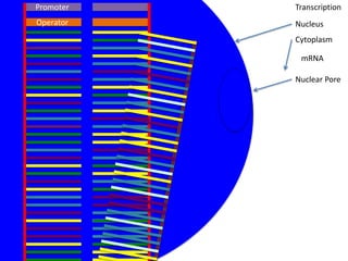 Promoter   Transcription
Operator   Nucleus
           Cytoplasm

            mRNA

           Nuclear Pore
 