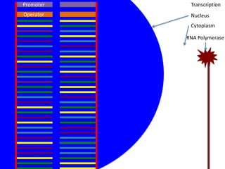 Promoter    Transcription
Operator    Nucleus
            Cytoplasm

           RNA Polymerase
 