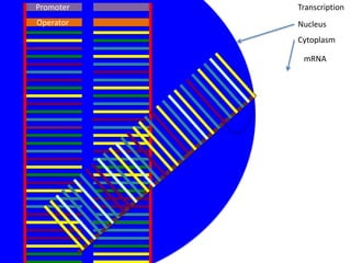 Promoter   Transcription
Operator   Nucleus
           Cytoplasm

            mRNA
 